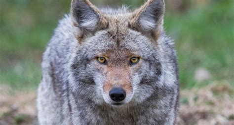 Texas coyote sightings, attacks on pets increase during denning season
